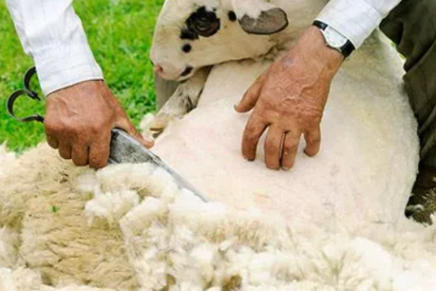 How is wool made and processed?